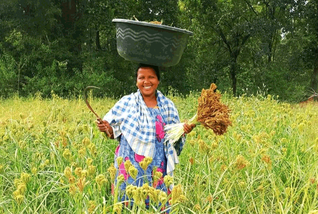Millet Mission